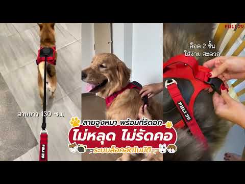 โหลดวีดีโอ: สายจูงรัดอก ยืดหดได้อัตโนมัติ - S | 2in1 Pet Harness with Built-In Leash - S